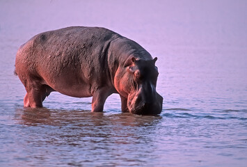 Hippopotamus in African river