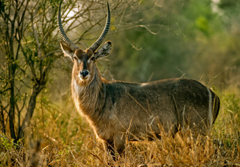 Mature African waterbuck © outdoorsman
