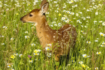 White tailed deer fawn