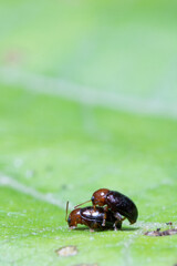 two mating bug on top of  a leaf