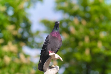 Pigeon standing on a pole. Green background, bokeh. 
