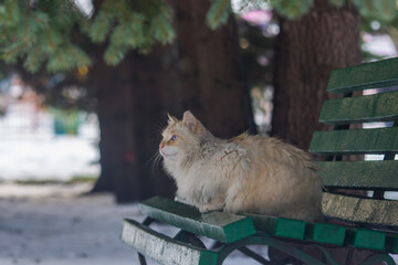 cat in the park