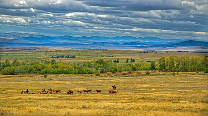 Cattle roundup in Montana
