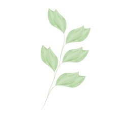 A branch with green leaves. Abstract elegant plant Watercolor style. Vector illustration isolated on a white background.