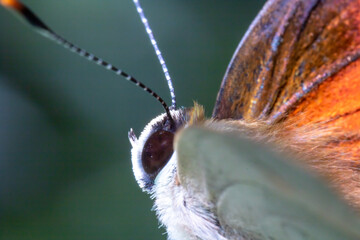 close up view of a moth focused on its eye