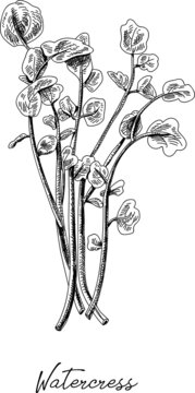 Watercress - Nasturtium Officinale. Sketchy Hand-drawn Vector Illustration.