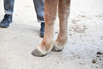 barhufiges Pferd Füße steht auf Beton, mit Frauenfüße