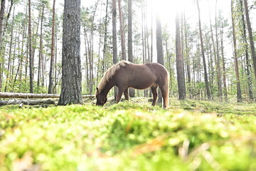 Pferd im Wald stehend auf Moos