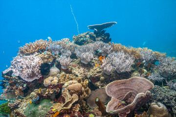 Coral reef South Pacific © John Anderson