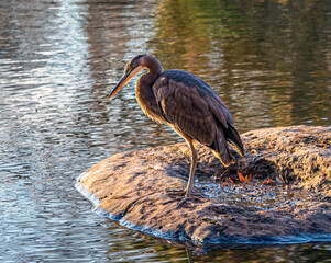 great blue heron ,Ardea herodias