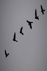 Birds in freedom and in their environment.