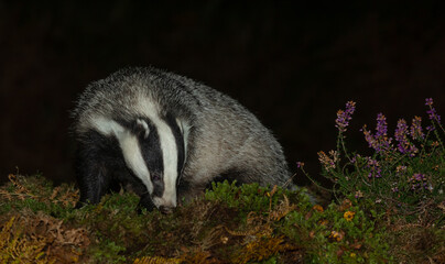Badger, Scientific name: Meles meles.  Close-up of a wild, native, European badger foraging in natural woodland habitat in late Autumn with green moss and purple heather.  Copyspace