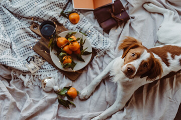 White brown dog sits on bed with mandarins. Winter holidays. Brittany breed. Cozy winter vibes. Festive winter Christmas time. Orange blue colors. Brittany spaniel dog. Puppy. New Years