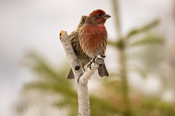 Two songbirds perched on branch. Togetherness 