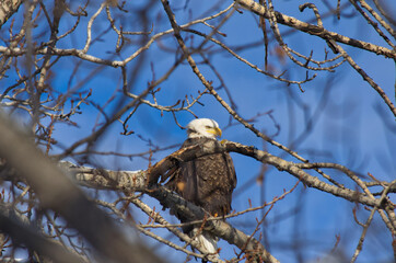 An Adult Bald Eagle in a Tree