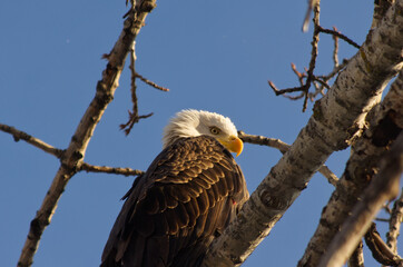 Bald Eagle is Watching You!