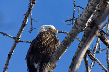 Bald Eagle is Watching You!