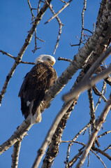 Bald Eagle is Watching You!