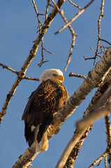 Bald Eagle is Watching You!