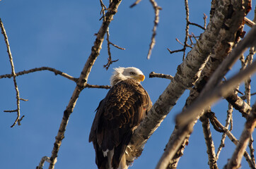 Bald Eagle is Watching You!