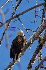 Bald Eagle is Watching You!
