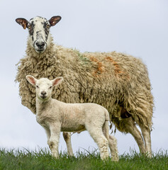 Portrait of a Swaledale mule sheep or ewe with her young lamb, looking at camera.  Close-up. Clean...