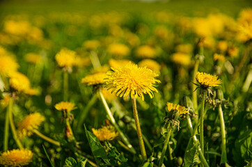 yellow dandelions in the field