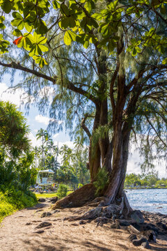 Beautiful tree in the Richardson Ocean Park, Big Island, Hawaii