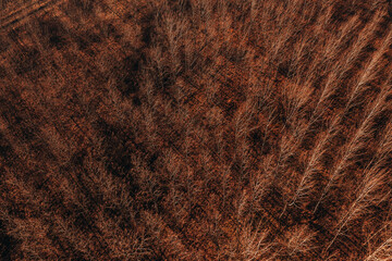 Deciduous poplar woodland with bare treetop and branches in autumn sunset, drone photography