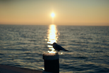 seagull on a wooden mast at sunset on lake garda in italy