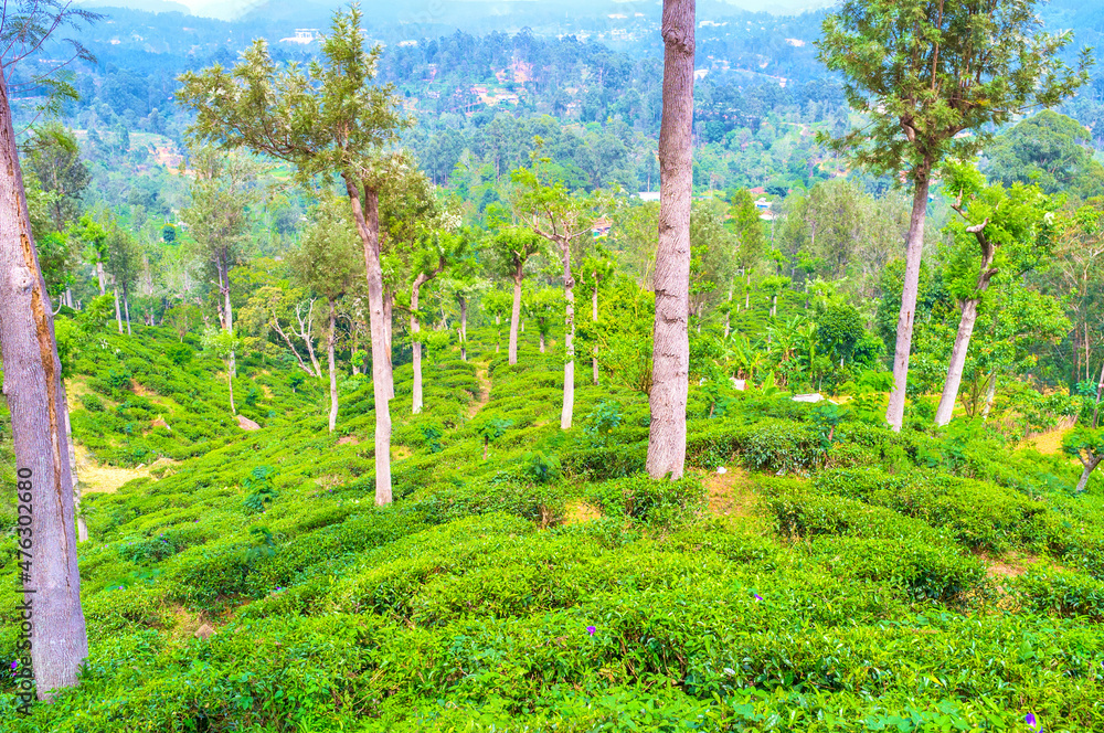 Poster Tea is the most cultivated crop in Sri Lanka that grows on the best hill of the island