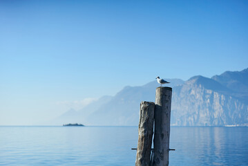 seagull on a wooden mast at sunset on lake garda in italy