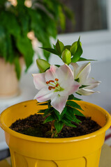 Flower in a pot. White lily in a yellow flowerpot