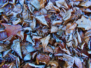Mit Raureif überzogene trockene Blätter in verschiedenen Farbtönen als Vollbild