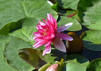 Water lily in pond