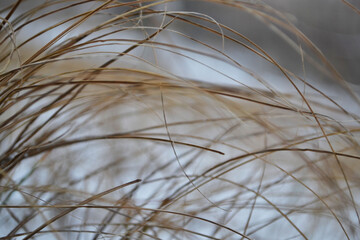 reed in the wind