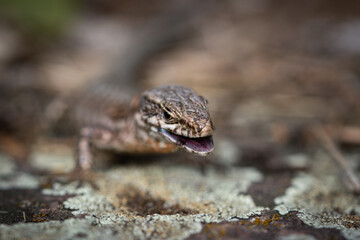 lizard on a rock, macro