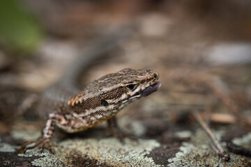 lizard on a rock, macro
