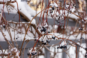 Berries under the snow. Wild grapes in winter.