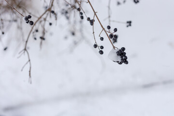 Berries in the snow. Bush with berries in the snow.
