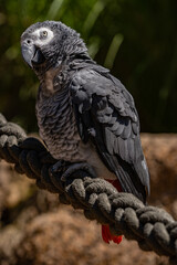 Vogel
