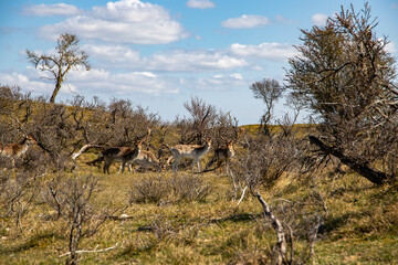 Wild deer in a forest