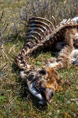 Wild deer carcass in nature