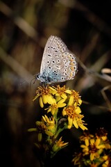 butterfly on a flower
