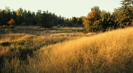 landscape with grass and trees