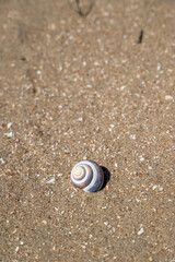 Sea shell at the beach