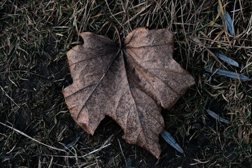 A maple leaf lies on the ground. Dark colors of Autumn. Abstract nature.