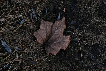 A maple leaf lies on the ground. Dark colors of Autumn. Abstract nature.