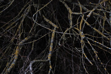 Dark tree branches background. Abstract nature.