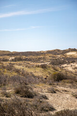 Wild deer between sanddunes